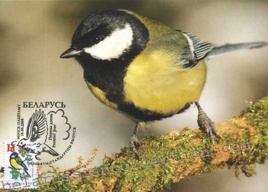 Great Tit (Parus major)